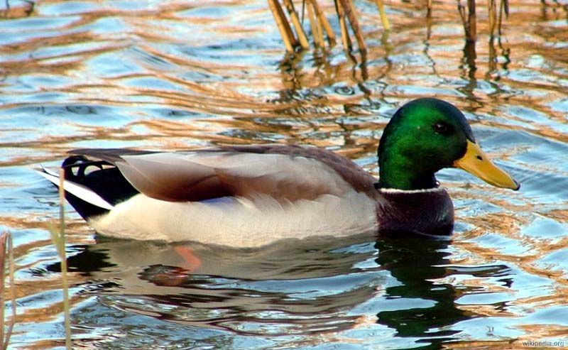 Wilde Eend